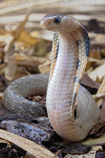 Taiwan cobra (Naja atra formosa)