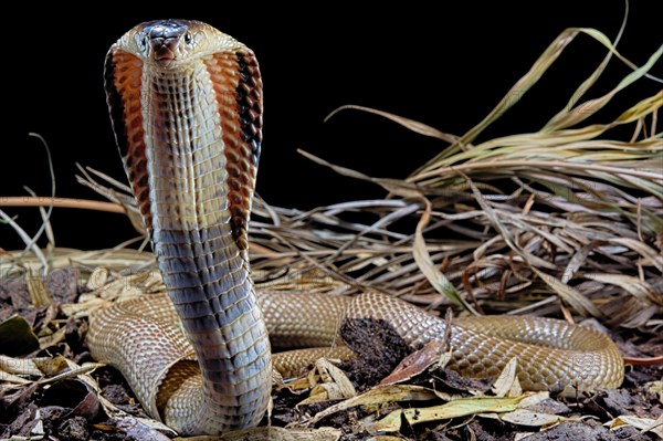 Monocled cobra (Naja kaouthia)