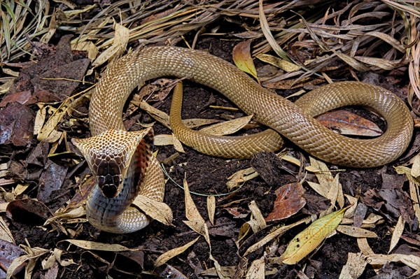 Monocled cobra (Naja kaouthia)