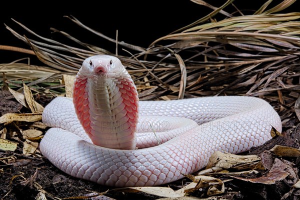 Leucistic Monocled cobra (Naja kaouthia)