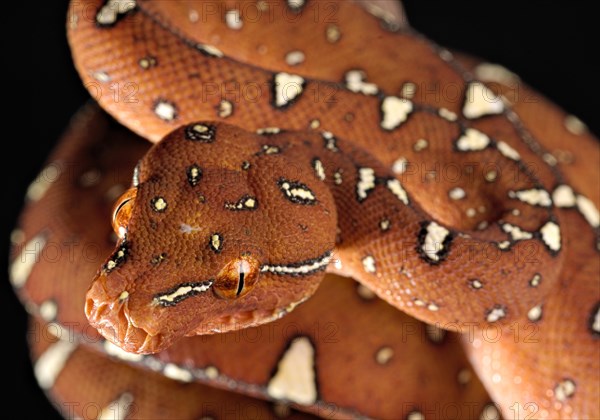 Green tree python (Morelia viridis) Biak locality