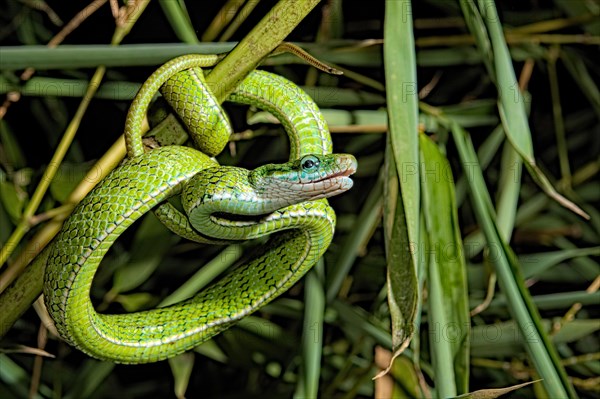 Gonyosoma prasinum. Tam Dao Viet Nam
