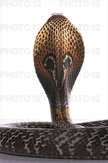 Indian cobra (Naja naja)