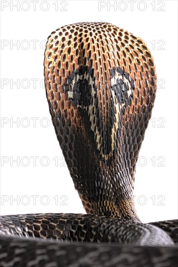 Indian cobra (Naja naja)