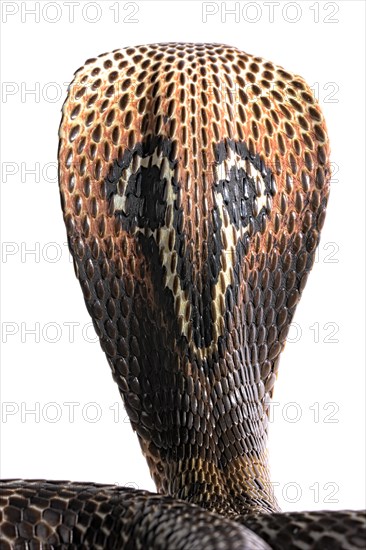 Indian cobra (Naja naja)