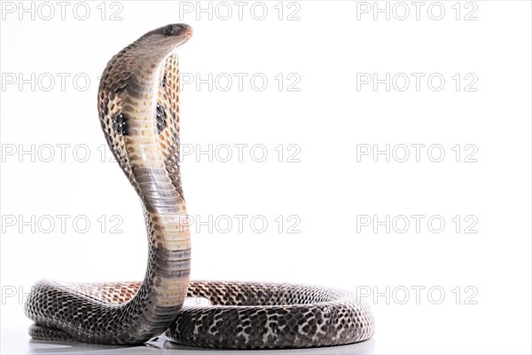 Indian cobra (Naja naja)