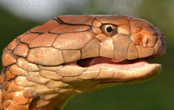 King Cobra (Ophiophagus hannah)