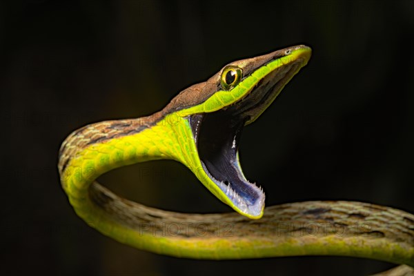 Brown vine snake (Oxybelis aenus)