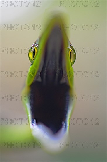 Brown vine snake (Oxybelis aenus)