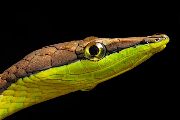 Brown vine snake (Oxybelis aenus)