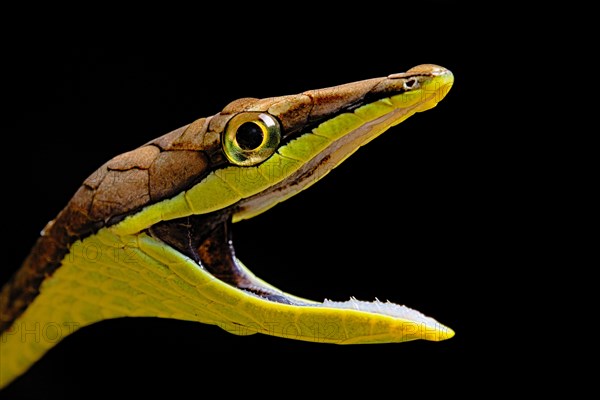 Brown vine snake (Oxybelis aenus)