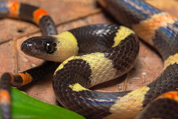 Forest flame snake (Oxyrhopus petolarius)