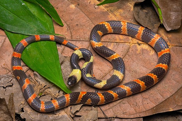 Forest flame snake (Oxyrhopus petolarius)