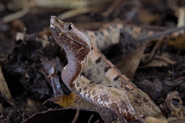 Lansberg's hognosed pitviper (Porthidium lansbergii)