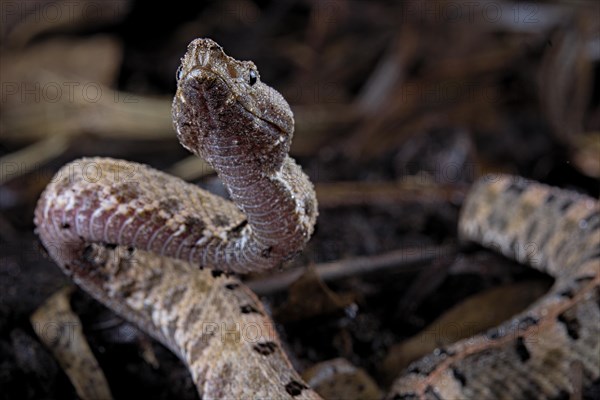 Lansberg's hognosed pitviper (Porthidium lansbergii)