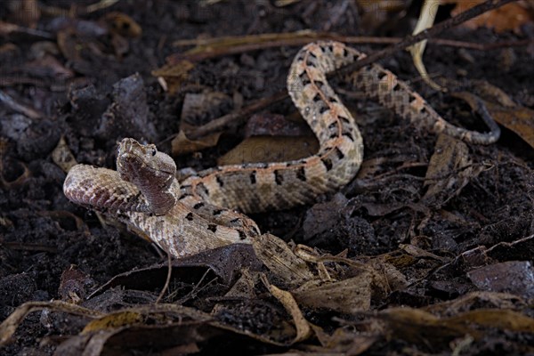 Lansberg's hognosed pitviper (Porthidium lansbergii)