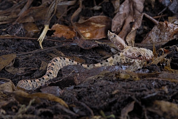 Lansberg's hognosed pitviper (Porthidium lansbergii)