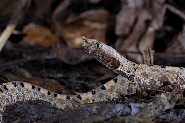 Lansberg's hognosed pitviper (Porthidium lansbergii)