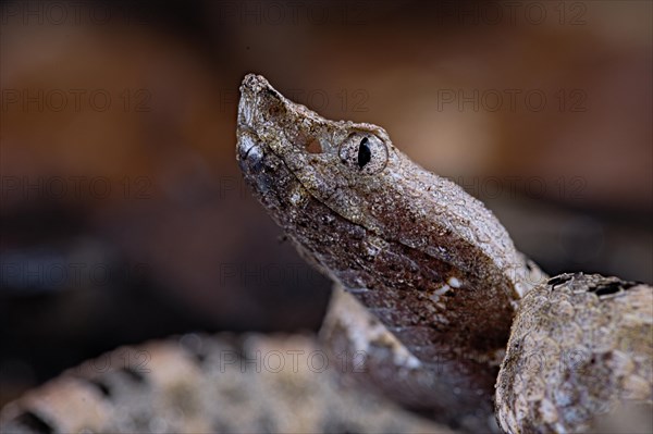 Lansberg's hognosed pitviper (Porthidium lansbergii)