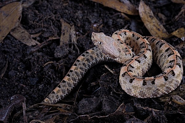 Lansberg's hognosed pitviper (Porthidium lansbergii)