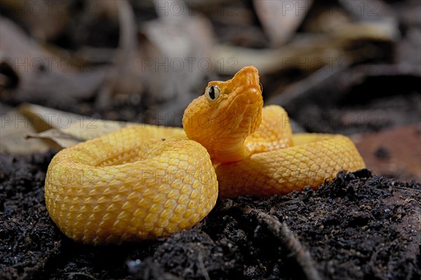 Hog Nose Pitviper (Porthidium lansbergii rozei)