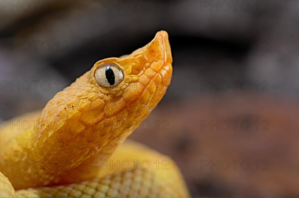 Hog Nose Pitviper (Porthidium lansbergii rozei)