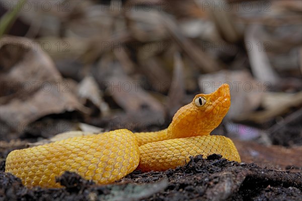 Hog Nose Pitviper (Porthidium lansbergii rozei)