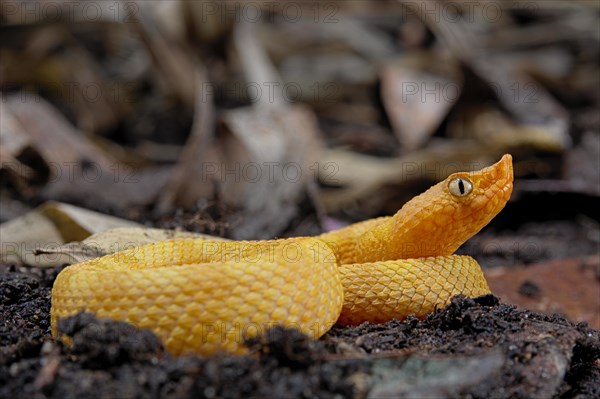 Hog Nose Pitviper (Porthidium lansbergii rozei)