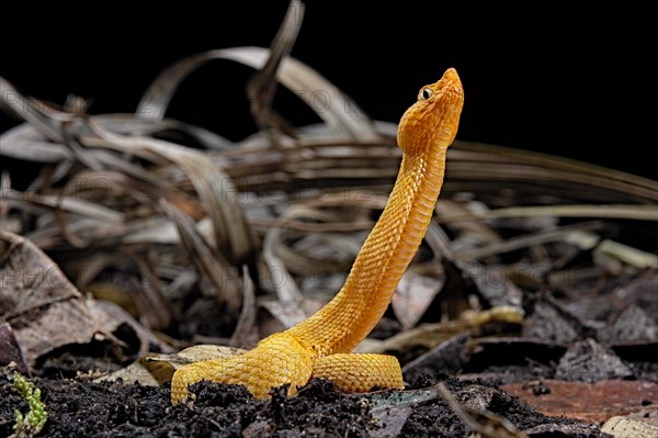 Hog Nose Pitviper (Porthidium lansbergii rozei)