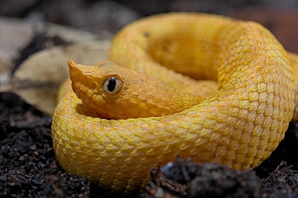 Hog Nose Pitviper (Porthidium lansbergii rozei)