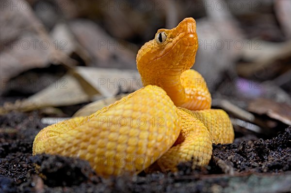 Hog Nose Pitviper (Porthidium lansbergii rozei)