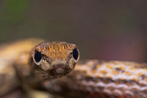 Mock viper (Psammodynastes pulverulentus)