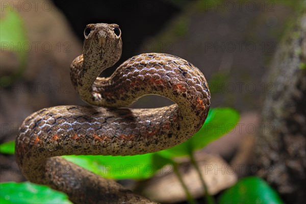 Mock viper (Psammodynastes pulverulentus)