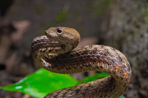 Mock viper (Psammodynastes pulverulentus)