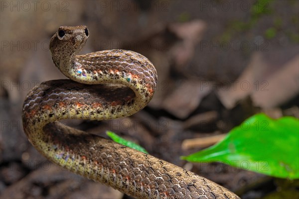 Mock viper (Psammodynastes pulverulentus)