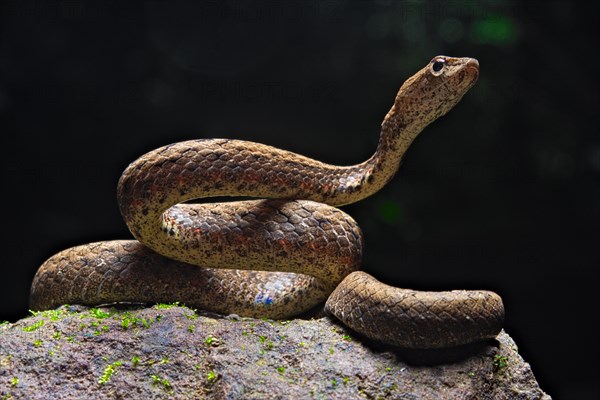 Mock viper (Psammodynastes pulverulentus)