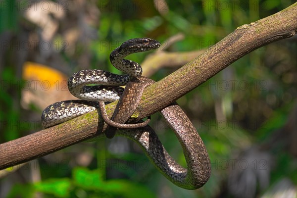 Painted Mock Viper (Psammodynastes pictus)