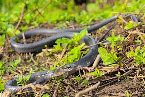 Sulawesi Endemic Rat Snake (Ptyas dipsas)