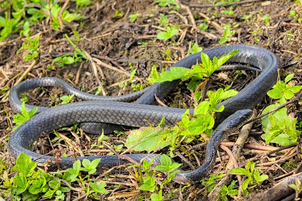 Sulawesi Endemic Rat Snake (Ptyas dipsas)