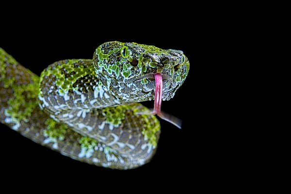 Mangshan's Pitviper (Protobothrops mangshanensis)