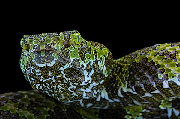 Mangshan's Pitviper (Protobothrops mangshanensis)