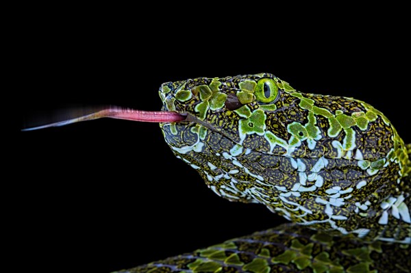 Mangshan's Pitviper (Protobothrops mangshanensis)