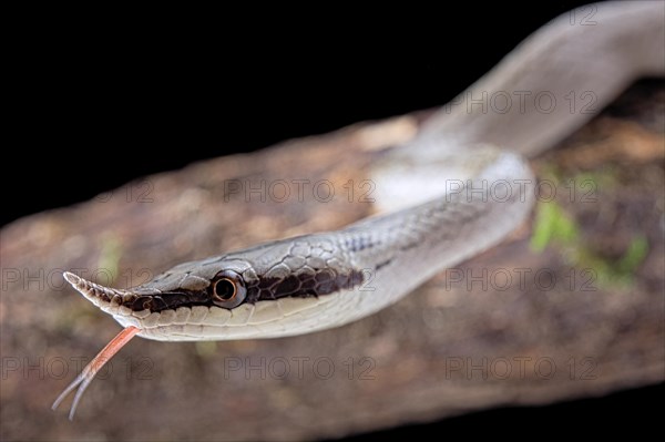 Rhinoceros ratsnake (Gonyosoma boulengeri)