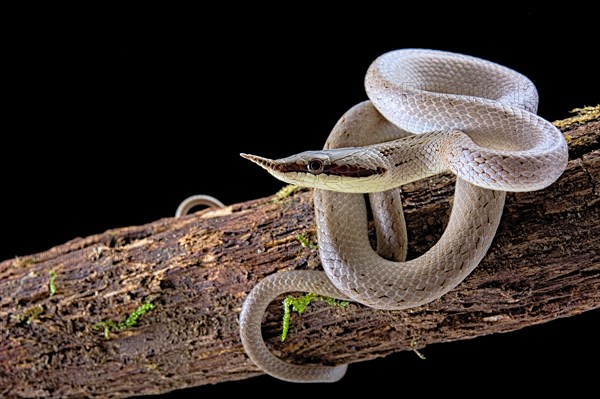 Rhinoceros ratsnake (Gonyosoma boulengeri)