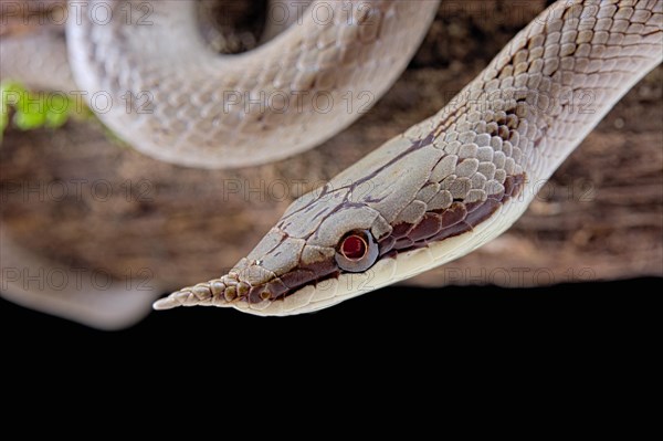 Rhinoceros ratsnake (Gonyosoma boulengeri)