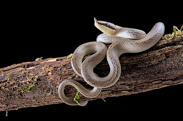 Rhinoceros ratsnake (Gonyosoma boulengeri)