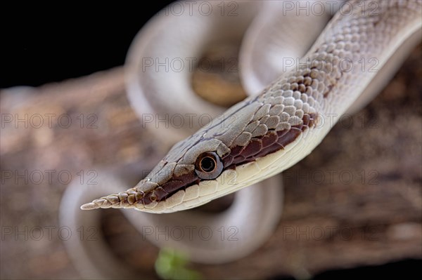 Rhinoceros ratsnake (Gonyosoma boulengeri)