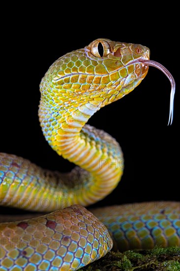 Philippines Pit Viper (Trimeresurus flavomaculatus)