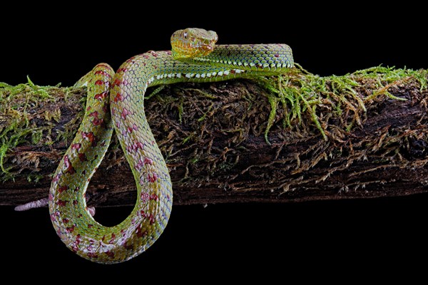 Philippines Pit Viper (Trimeresurus flavomaculatus)