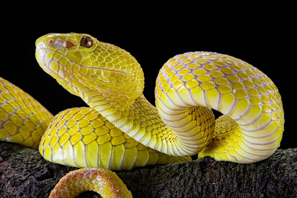 White-lipped island pit viper (Trimeresurus insularis)